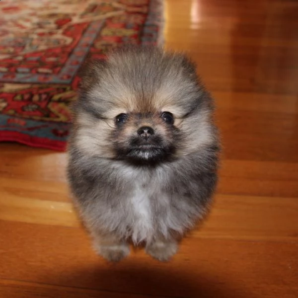 cucciola di spitz pomerania toy 