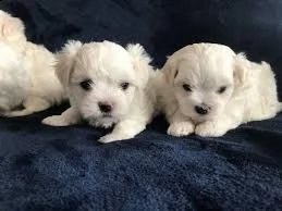 cuccioli maltese 
