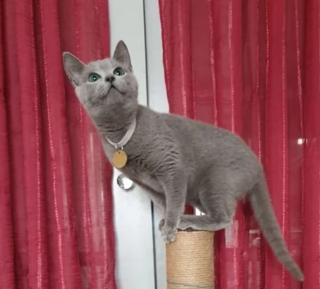 splendide gattini di blue di russia
