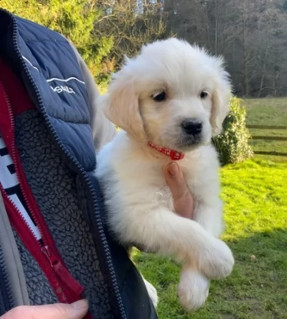 cuccioli maschi e femmine golden retriever