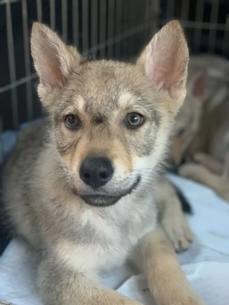 cuccioli lupo cecoslovacco  | Foto 6