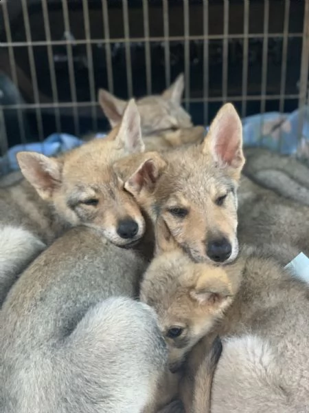 cuccioli lupo cecoslovacco  | Foto 5