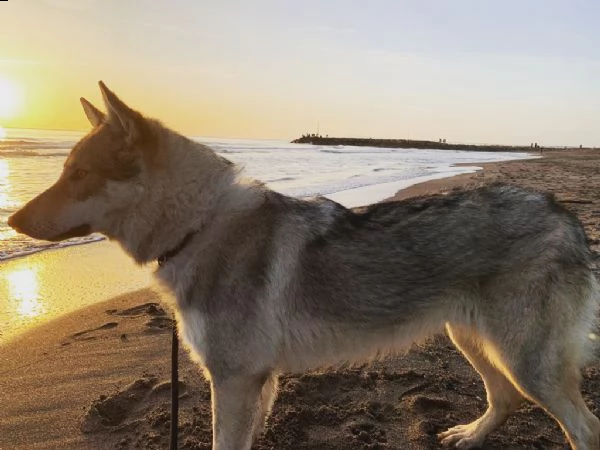 cuccioli lupo cecoslovacco  | Foto 4