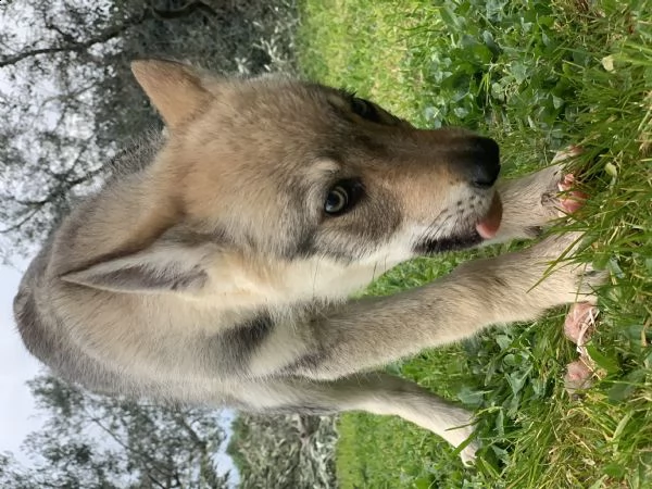 cuccioli lupo cecoslovacco  | Foto 3