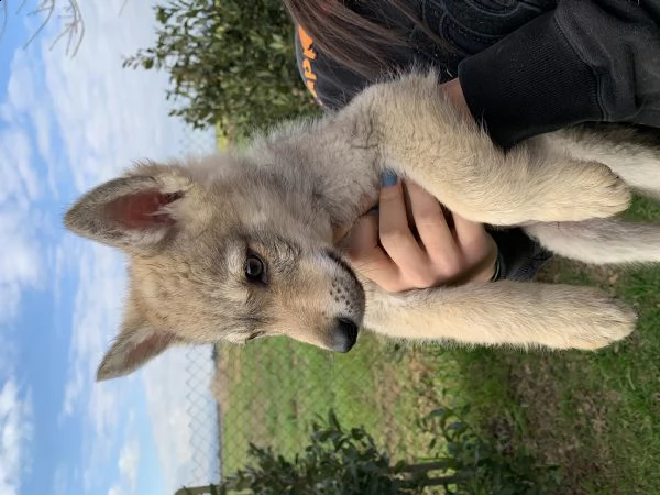 cuccioli lupo cecoslovacco  | Foto 2