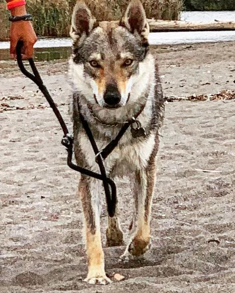 cuccioli lupo cecoslovacco 