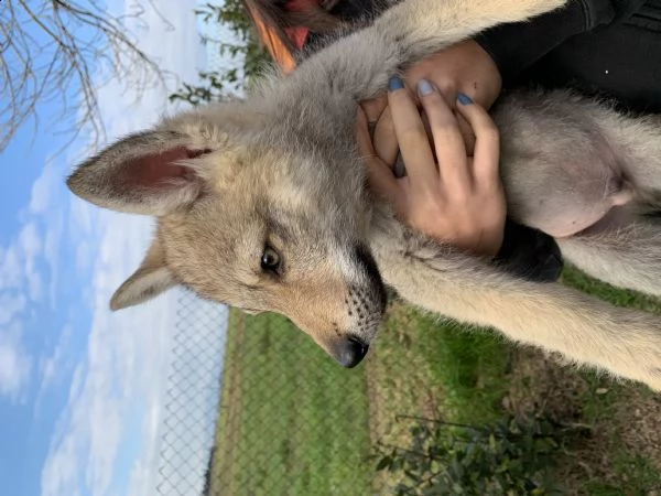 cuccioli lupo cecoslovacco  | Foto 1