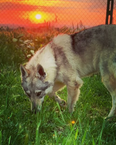 cuccioli lupo cecoslovacco  | Foto 0