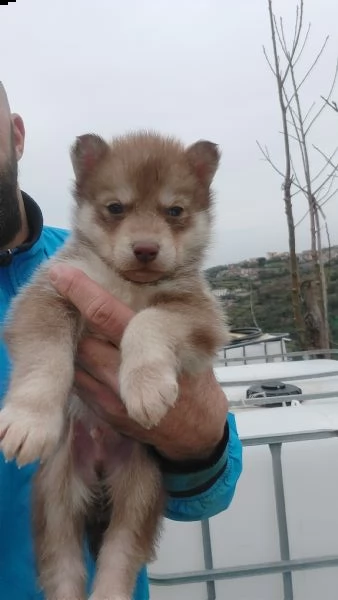 husky 