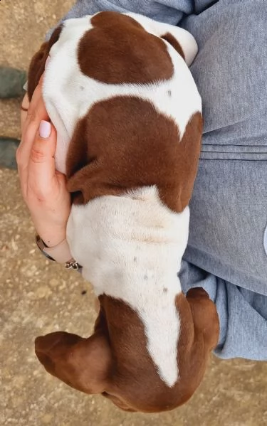 cucciolo di bracco italiano femmina