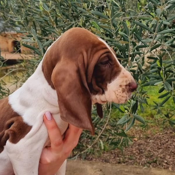 cucciolo di bracco italiano femmina | Foto 2