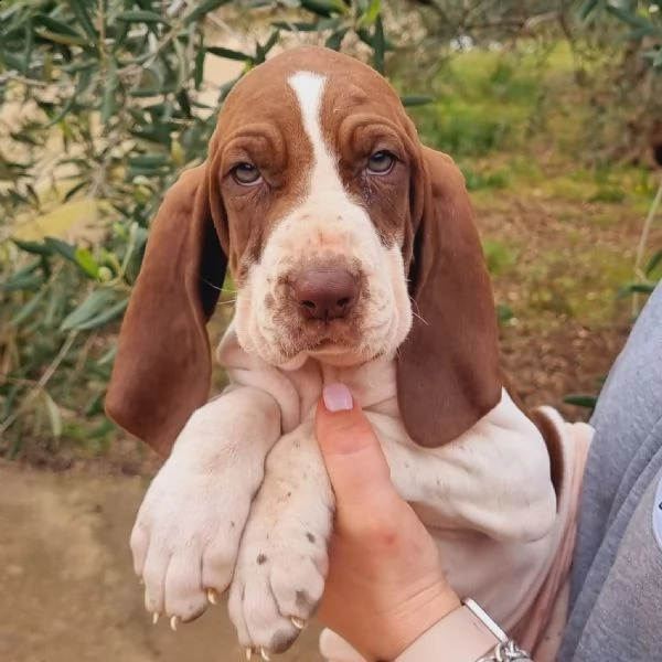 cucciolo di bracco italiano femmina | Foto 1
