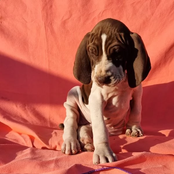 cucciolo di bracco italiano femmina | Foto 0