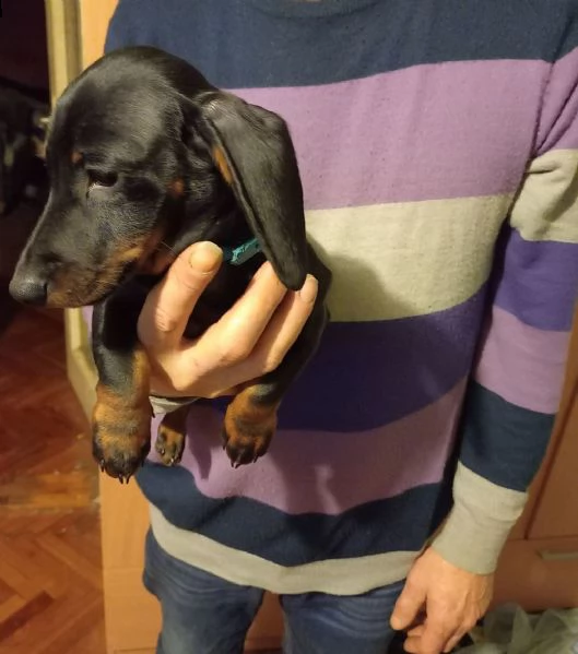splendido cucciolo di bassotto