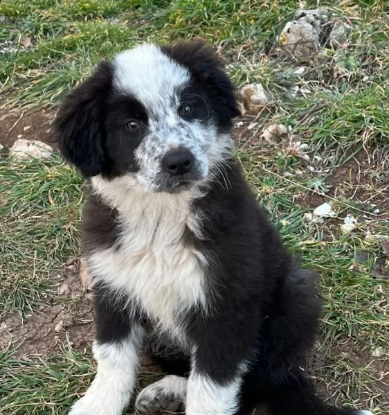 cucciolo border collie maschio  | Foto 2