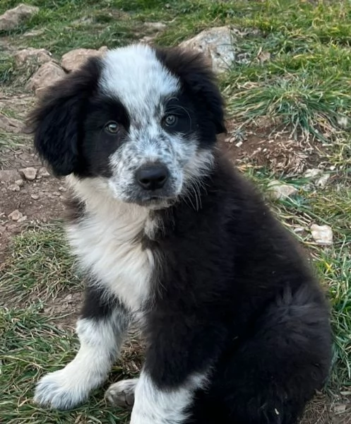 cucciolo border collie maschio  | Foto 1