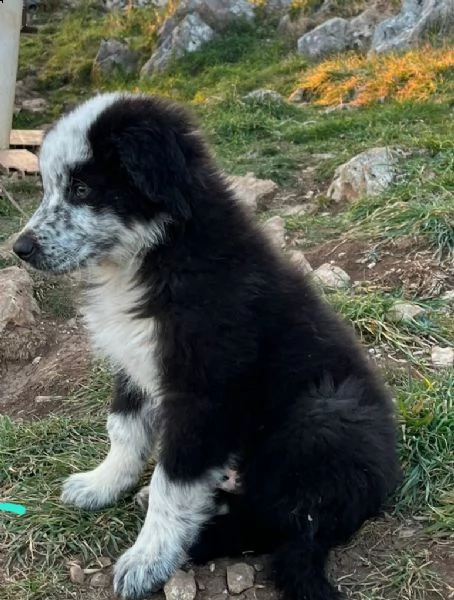 cucciolo border collie maschio  | Foto 0