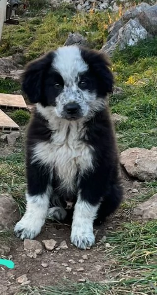 cucciolo border collie maschio 