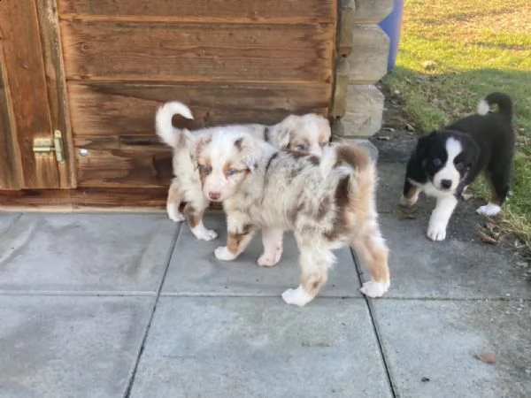 3 cucciole di pastore australiano | Foto 4