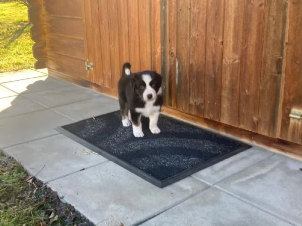 3 cucciole di pastore australiano | Foto 3