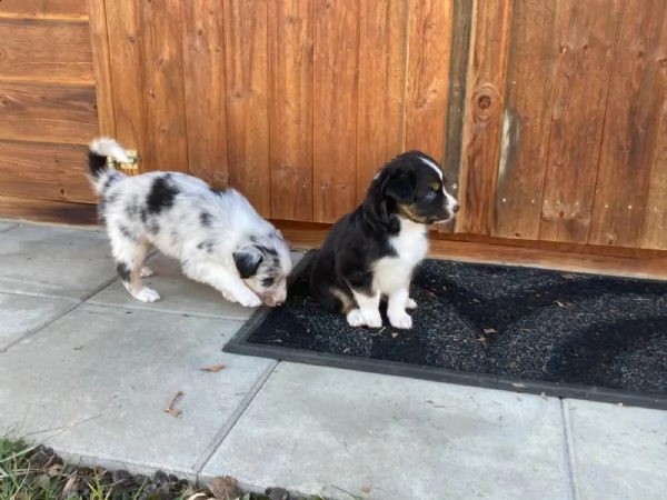 3 cucciole di pastore australiano | Foto 1