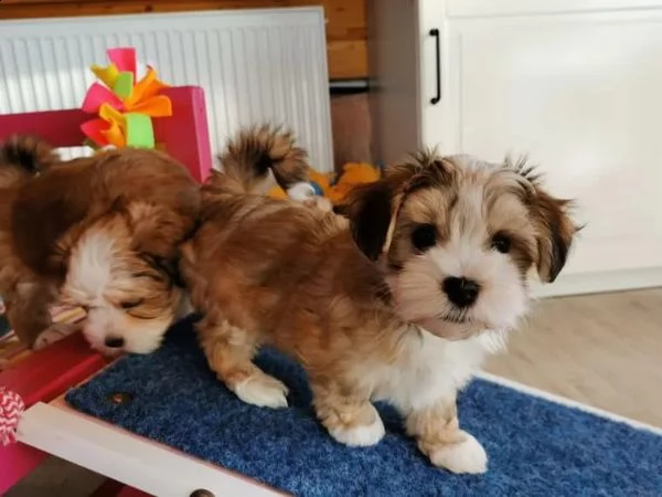 bellissimi cuccioli havanese | Foto 2