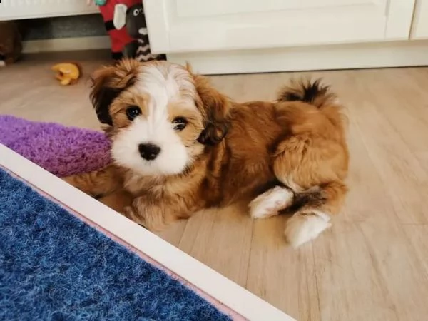 bellissimi cuccioli havanese | Foto 0