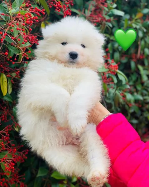 samoiedo con pedigree enci