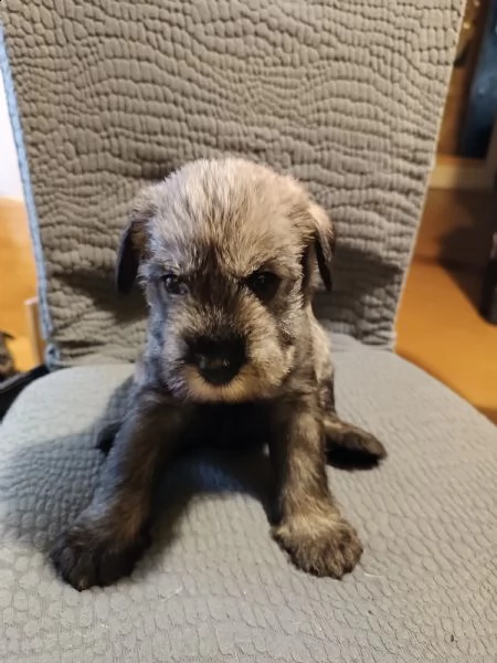 cuccioli shnauzer medio sale e pepe 