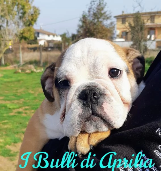 bulldog inglese