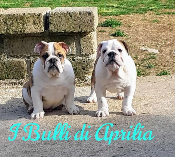 bulldog inglese | Foto 1