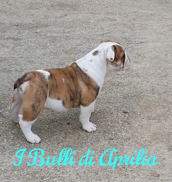 bulldog inglese | Foto 0