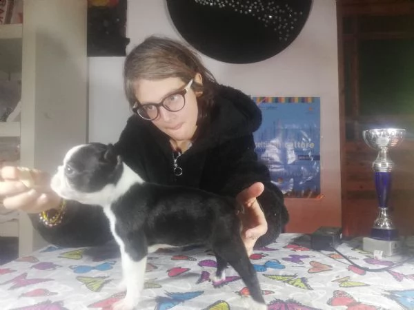 boston terrier  | Foto 2
