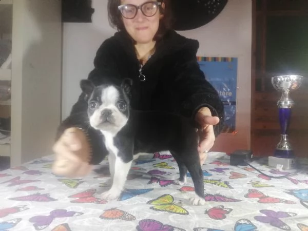 boston terrier | Foto 3