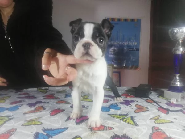 boston terrier | Foto 2
