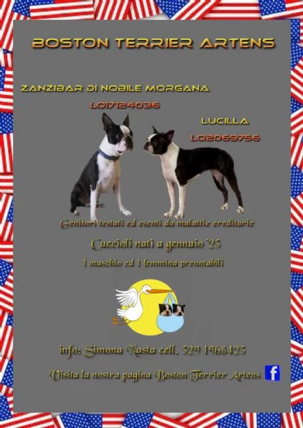 boston terrier