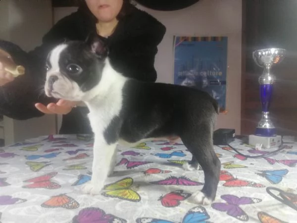 boston terrier | Foto 0