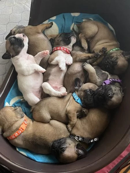 cuccioli bulldog francese con pedigree enci