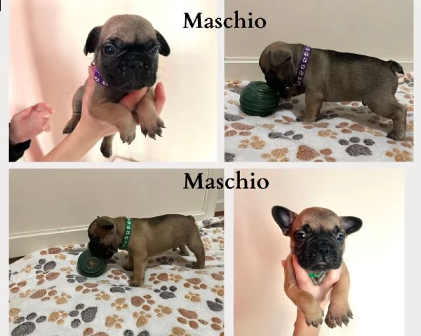 cuccioli bulldog francese con pedigree enci | Foto 3