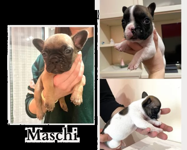 cuccioli bulldog francese con pedigree enci | Foto 2