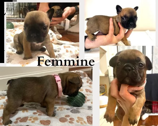 cuccioli bulldog francese con pedigree enci | Foto 1