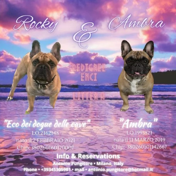 cuccioli bulldog francese con pedigree enci | Foto 0