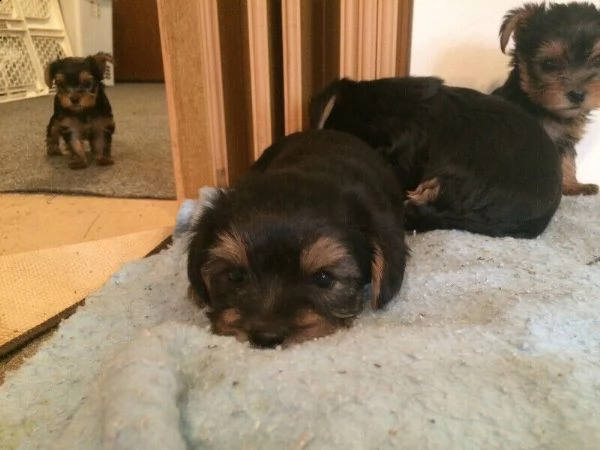 cuccioli yorkshire | Foto 6