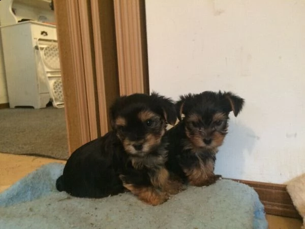 cuccioli yorkshire | Foto 5