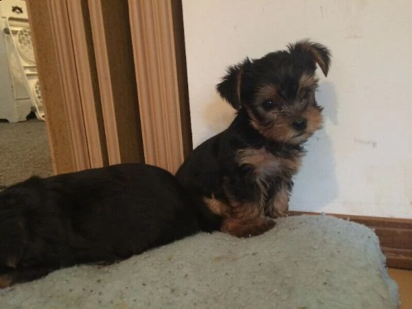 cuccioli yorkshire | Foto 4
