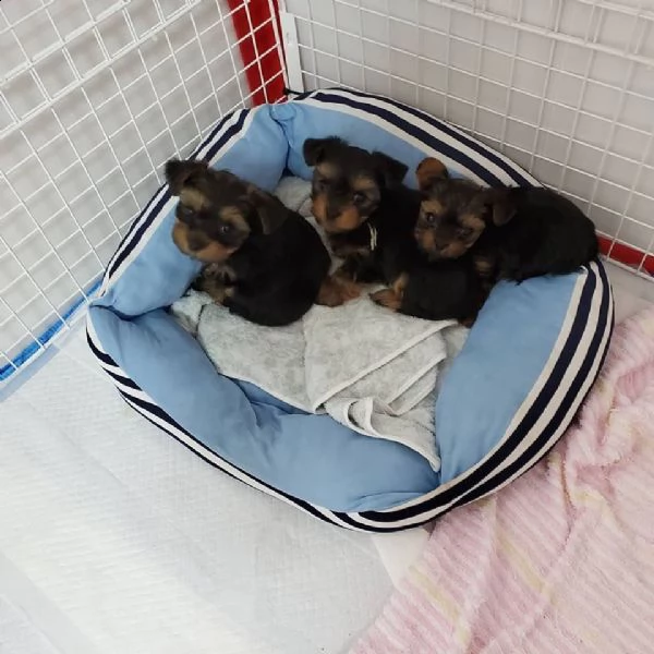 cuccioli yorkshire | Foto 1