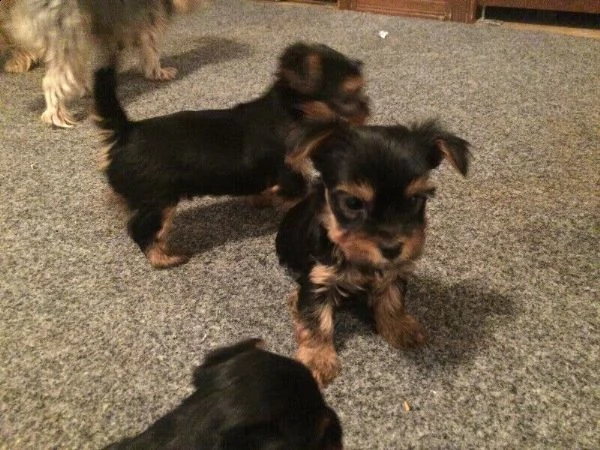cuccioli yorkshire