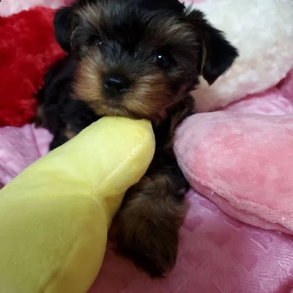 cuccioli yorkshire | Foto 0