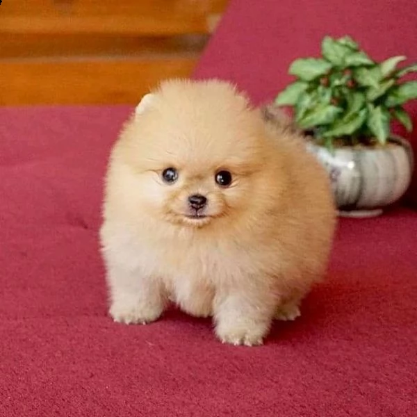 cucciolo volpino pomerania da privato