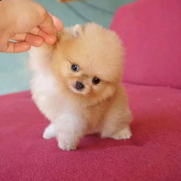 cucciolo volpino pomerania da privato | Foto 0